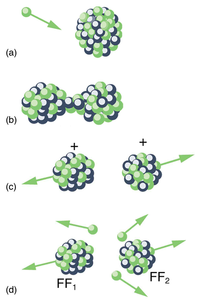 A neutron gets absorbed in a nucleus, making it narrower in the middle, then finally breaking into two parts and ejecting some neutrons.