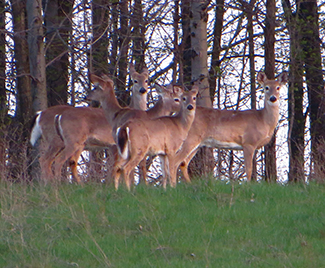 This is a photograph of a deer.