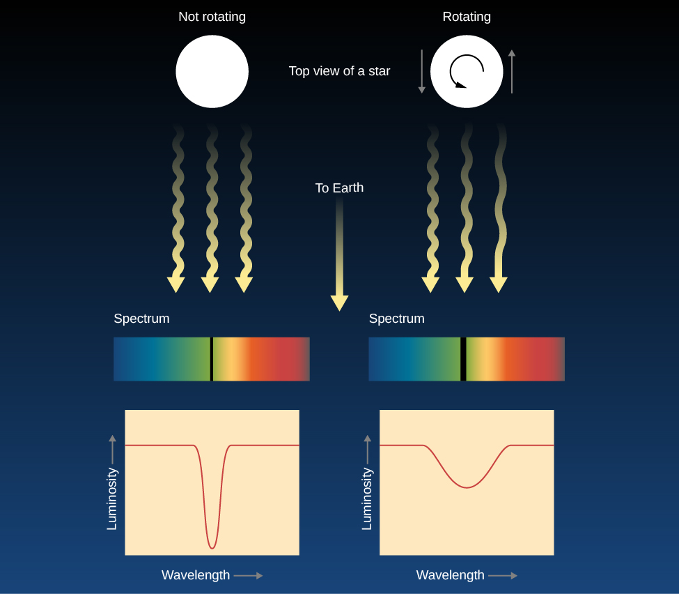 Diagram illustrating the use of spectra to determine stellar rotation. At top left is a white disk representing a non-rotating star as seen from above one of its poles. Three equally wavy arrows point downward, representing light emitted from this star, headed toward Earth. Immediately below the wavy arrows is a spectrum with one narrow absorption line in the middle. Below the spectrum a graph is shown, with luminosity on the vertical axis and wavelength on the horizontal. A curve is plotted which begins as a horizontal line about 3/4 of the way up the luminosity scale then dips sharply downward to near zero luminosity and then back up again to the original horizontal level. This sharp, narrow, and deep line is indicative of no or very slow rotation. On the top right another white disk is shown, with a circular arrow within, indicating its rotation. The left side of the rotating star is moving toward the observer, and the right hand side is moving away. The three wavy arrows are different than those for the non-rotating star. The rotating star’s left-most arrow has many waves representing short (blue) wavelengths, its central arrow has fewer waves, and the right-most arrow has the least waves representing long (red) wavelengths. The spectrum of the rotating star has a much broader absorption line. The rotating star’s graph also plots luminosity versus wavelength, but its curve is much broader and less deep than the non-rotating star.