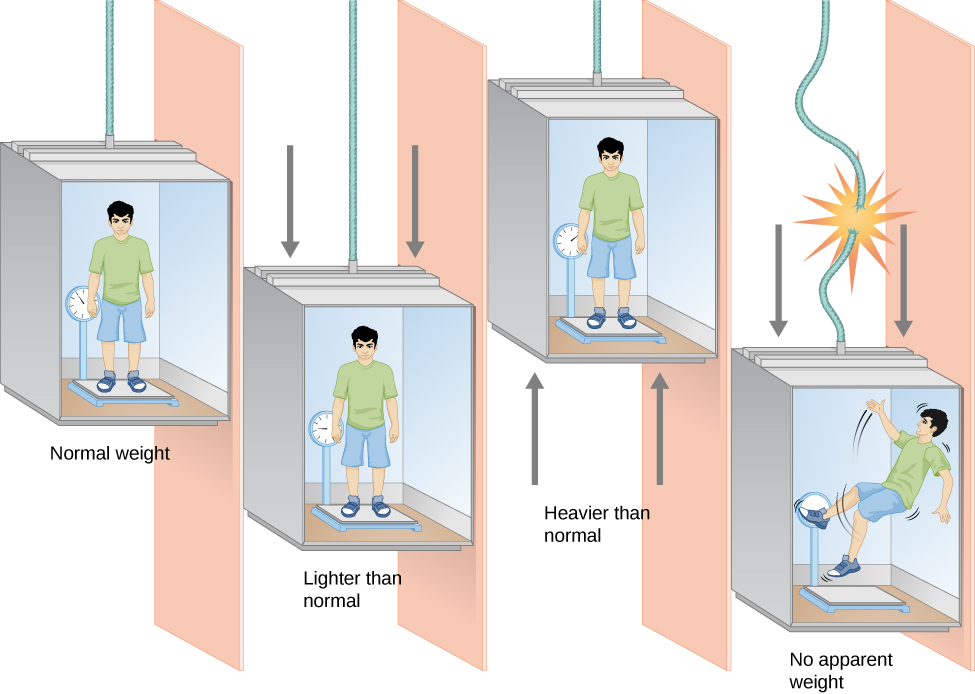 Acceleration and Weight. This cartoon has four sections. Beginning at left, the first section is labeled “Normal weight”. In it a person stands on a scale in an elevator at rest. The scale reads the person’s weight in arbitrary units. The next section, labeled “Lighter than normal”, shows the elevator moving downward, and the scale now reads a smaller value for the person’s weight. The next section, labeled “Heavier than normal”, shows the elevator moving upward, and the scale now reads a larger value for the person’s weight. The final section at right, labeled “No apparent weight”, shows the elevator in free-fall. In it the person and the scale are now “floating” within the elevator and the scale is blank.