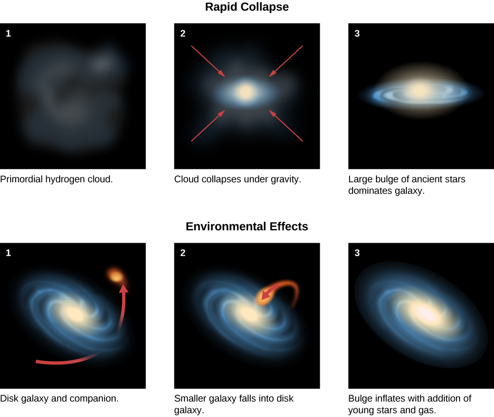 Evolution of Spiral Bulges. The upper row of images is titled “Rapid Collapse”. Panel 1 at left, labeled “Primordial hydrogen cloud”, shows an amorphous cloud of gas. Panel 2, labeled “Cloud collapses under gravity”, shows a smaller and brighter clump of material. Red arrows point inward representing motion due to gravity. Panel 3 at right, labeled “Large bulge of ancient stars dominates galaxy”, shows a normal spiral galaxy. The lower row of images is titled “Environmental Effects”. Panel 1 at left, labeled “Disk galaxy and companion”, shows a spiral galaxy with a small companion galaxy orbiting it. A red arrow indicates the motion of the companion. Panel 2, labeled “Smaller galaxy falls into disk galaxy”, shows the companion merging with the nucleus of the spiral. A red arrow indicates the motion of the companion. Panel 3 at right, labeled “Bulge inflates with addition of young stars and gas”, shows the spiral with a much larger bulge than seen in panel 1.