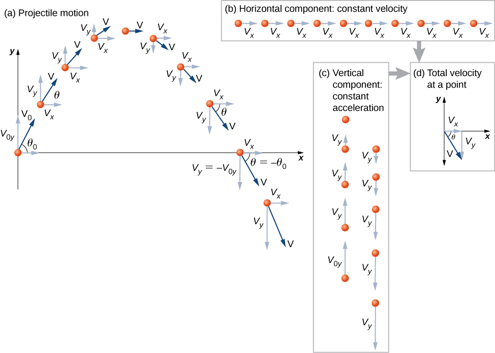 Figure a shows the locations and velocities of a projectile on an x y coordinate system at 10 instants in time. When the projectile is at the origin, it has a velocity v sub 0 y which makes an angle theta sub 0 with the horizontal. The velocity is shown as a dark blue arrow, and its x and y components are shown as light blue arrow. The projectile’s position follows a downward-opening parabola, moving up to a maximum height, then back to y = 0, and continuing below the x axis The velocity, V, at each time makes an angle theta which changes in time, and has x component V sub x and y component v sub y. The x component of the velocity V sub x is the same at all times. The y component v sub y points up but gets smaller, until the projectile reaches the maximum height, where the velocity is horizontal and has no y component. After the maximum height, the velocity has a y component pointing down and growing larger. As the projectile reaches the same elevation on the way down as it had on the way up, its velocity is below the horizontal by the same angle theta as it was above the horizontal on the way up. In particular, when it comes back to y = 0 on the way down, the angle between the vector v and the horizontal is minus s=theta sub zero and the y component of the velocity is minus v sub 0 y. The last position shown is below the x axis, and the y component of the velocity is larger than it was initially. The graph clearly shows that the horizontal distances travelled in each of the time intervals are equal, while the vertical distances decrease on the way up and increase on the way down. Figure b shows the horizontal component, constant velocity. The horizontal positions and x components of the velocity of the projectile are shown along a horizontal line. The positions are evenly spaced, and the x components of the velocities are all the same, and point to the right. Figure c shows the vertical component, constant acceleration. The vertical positions and y components of the velocity of the projectile are shown along a vertical line. The positions are get closer together on the way up, then further apart on the way down. The y components of the velocities initially point up, decreasing in magnitude until there is no y component to the velocity at the maximum height. After the maximum height, the y components of the velocities point down and increase in magnitude. Figure d shows that putting the horizontal and vertical components of figures b and c together gives the total velocity at a point. The velocity V has an x component of V sub x, has y component of V sub y, and makes an angle of theta with the horizontal. In the example shown, the velocity has a downward y component.