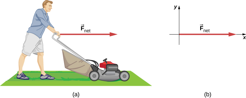 Figure a shows a person using a lawn mower on a lawn. Force F net points right, from the person’s hands. Figure b shows the force F net along the positive x axis.