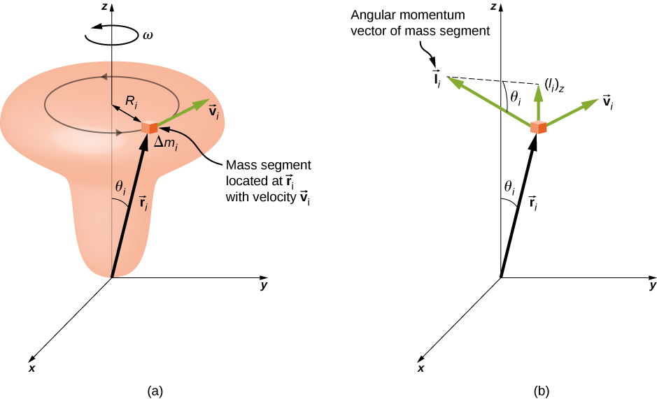 Figure a shows a door-knob shaped object and an x y z coordinate system. The object is arranged vertically and centered on the z axis, with the wide knob at the top. The object is rotating about the z axis, counterclockwise as viewed from above, with angular velocity omega. A small part of the object is highlighted. This mass segment, labeled Delta m sub i, is located at vector r sub i, moves with velocity vector v sub i, and traces a counterclockwise circle of radius R sub i. The vector r sub i extends from the origin to the mass segment and makes an angle of theta sub i with the z axis. The vector v sub i is tangent to the circle traced by the mass segment. Figure b shows the x y coordinate system and the mass segment. Vectors r sub i and v sub i are shown again, as is the angle theta sub i between the vector r sub i and the z axis. The angular momentum vector of the mass segment, vector l sub i, is also shown. The vector l sub i is perpendicular to both r and v, as given by the right hand rule, and has a z component upward, shown on the diagram and labeled l sub i z. The remaining side of the right triangle whose hypotenuse is l sub i and vertical side is l sub i z is shown as a dashed line. The angle adjacent to this side, and opposite the vertical side l sub i z, is theta sub i.