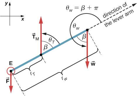 Figure is a free-body diagram for the forearm. Force F is applied at the point E. Force Tm is applied at the distance r tau from the point E. Force W is applied at the opposite side separated by r w from the point E. Projections of the forces at the x and y axes are shown. Force Tm forms and angle theta tau that is equal to beta with the direction of the lever arm. Force W forms an angle theta w that is equal to the sum of beta and Pi with the direction of the lever arm.