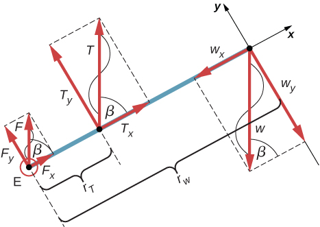 Figure is a free-body diagram for the forearm. Force F is applied at the point E. Force T is applied at the distance r tau from the point E. Force W is applied at the opposite side separated by r w from the point E. Projections of the forces at the x and y axes are shown. Forces F and T form angle beta with the x axis. Force W forms an angle beta with line connecting it with its projection to the y axis.