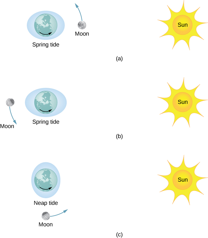 Figure a shows the earth centered within a horizontal shaded ellipse labeled spring tide. The sun is positioned to the right of the earth and the moon is in line, in between the earth and sun, and orbits counterclockwise. Figure b shows the earth centered within a horizontal shaded ellipse labeled spring tide. The sun is positioned to the right of the earth and the moon is in line with the earth and sun but to the left of the earth, and orbits counterclockwise. Figure c shows the earth centered within a vertical shaded ellipse labeled neap tide. The sun is positioned to the right of the earth and the moon is below the earth, and orbits counterclockwise. The ellipse in part c has a noticeably smaller vertical major axis than the horizontal major axes of the ellipses in parts a and b.