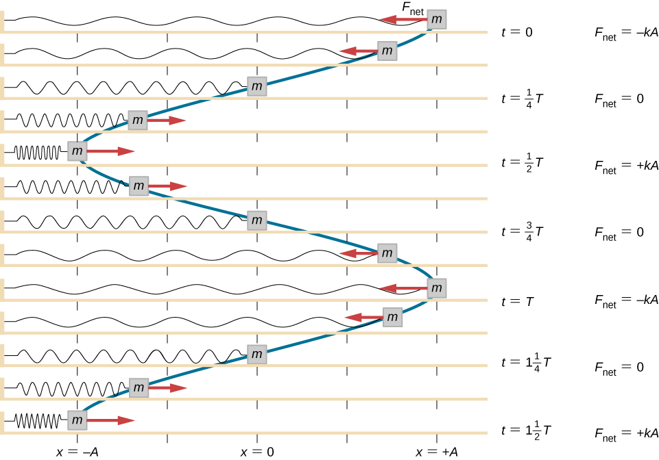 A series of illustrations of a mass, attached to a horizontal spring and sliding on a horizontal surface, is shown. The position of the mass, the spring, and the force on the mass are illustrated every eighth period from t = 0 to t = one and a half periods. The illustrations are aligned vertically and the positions of the mass are connected from one graph to the next using a blue line, creating a graph of the position (horizontal) dependence on time (vertical). The x = 0 position is at the center of the horizontal surface. In the top graph, the mass is at x = +A, the net force is to the left and is equal to – k A. The spring is stretched the maximum amount. The time is t = 0. In the second graph, the mass is between x = +A/2 and x = A, the net force is to the left and smaller than in the previous graph. The spring is stretched less than at t=0. In the third graph, the mass is at x = 0, there is no net force. The spring is relaxed. The time is t = one quarter T. In the fourth graph, the mass is between x = -A/2 and x = -A, the net force is to the right. The magnitude of the force is the same as that in the second graph. The spring is somewhat compressed. In the fifth graph, the mass is at x = -A, the net force is to the right and is equal to + k A. The spring is compressed the maximum amount. The time is t = 1/2 T. In the sixth graph, the mass is between x = -A/2 and x = -A, the net force is to the right. The magnitude of the force is the same as that in the second graph. The spring is somewhat compressed. This graph is identical to the fourth graph. In the seventh graph, the mass is at x = 0, there is no net force. The spring is relaxed. The time is t = 3/4 T. This graph is identical to the third graph. In the eighth graph, the mass is between x = +A/2 and x = A, the net force is to the left. This graph is identical to the second graph. In the ninth graph, the mass is at x = +A, the net force is to the left and is equal to – k A. The spring is stretched the maximum amount. The time is t = 0. This graph is identical to the first (top) graph. The remaining four graphs repeat the second, third, fourth and fifth graphs, with the eleventh graph’s time at t = 1 and 1/4 T and the thirteenth at t = 1 and 1/2 T. The curve connecting the positions of the mass forms a vertical sinusoidal curve.