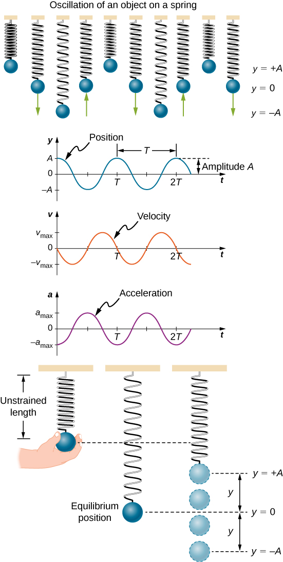 A series of 10 illustrations of a ball, attached to a vertical spring, is shown. The illustrations are displayed next to each other, with the tops of the springs aligned. The vertical positions y = + A, y = 0, and y = -A are labeled on the right. Working our way from left to right: In the left-most drawing, the spring is compressed so the ball is at y = + A and at rest. In the second drawing, the ball is at y = 0 and is moving downward. In the third drawing, the spring is stretched so that the ball is at y = - A and at rest. In the fourth drawing, the ball is at y = 0 and is moving upward. In the fifth drawing, the spring is compressed so the ball is at y = + A and at rest. In the sixth drawing, the ball is at y = 0 and is moving downward. In the seventh drawing, the spring is stretched so that the ball is at y = - A and at rest. In the eighth drawing, the ball is at y = 0 and is moving upward. In the ninth drawing, the spring is compressed so the ball is at y = + A and at rest. In the tenth drawing, the ball is at y = 0 and is moving downward. Below these illustrations is a series of graphs, aligned vertically. The top graph is of position as a function of time. The vertical axis is position y, with a range of – A to +A. The horizontal axis is time t, labeled in increments of T. The graph has value y=+A at t=0 and oscillates two and one quarter cycles. The horizontal distance between maxima is labeled as T and the vertical distance between the horizontal axis and the maximum is labeled as amplitude A. The middle graph is of velocity as a function of time. The vertical axis is velocity v, with a range of minus v sub max to v max. The horizontal axis is time t, labeled in increments of T. The graph has value v=0 and a negative slope at t=0, and oscillates two and one quarter cycles. The bottom graph is of acceleration as a function of time. The vertical axis is acceleration a, with a range of minus a sub max to a max. The horizontal axis is time t, labeled in increments of T. The graph has value a equals minus a sub max and a and oscillates two and one quarter cycles. Below the graphs are three illustrations of the ball on the spring. The positions y = + A, y=0, and y = -A are labeled on the right. In the leftmost diagram, a hand holds the ball and the length of the spring is labeled as the unstrained length. This position is above the y = + A position. In the middle picture, the ball is not being held and is at a lower position labeled as the equilibrium position. This position is y = 0. In the rightmost diagram, the ball is shown in four different positions. These positions are y = + A, just above y = 0, just below y = 0 , and at y = -A. The spring is shown only with its bottom attached to the ball at the y = + A position.