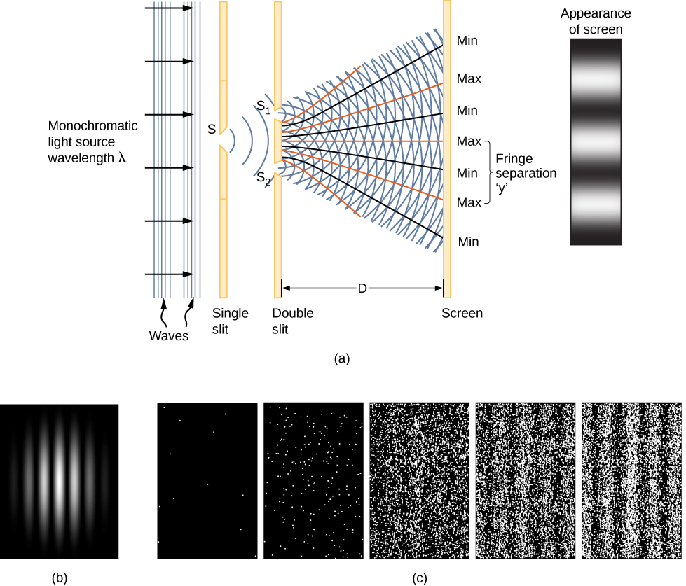 Part a shows monochromatic light of wavelength lambda emitted from a source, arriving as plane waves at a single slit, S. The waves pass through the slit ad form circular waves that arrive at a double slit, S sub 1 and S sub 2. The light rays emerge from two slits as semicircles overlapping one another. The interacting waves spread out and end on a screen where points of maximum, where the crests or troughs overlap, and minimum, where the crests from one slit overlap the troughs from the other, are marked. The pattern appears on the screen as a series of alternating bright and dark fringes. The fringes separation, y, is the distance between adjacent maxima. In part b, a photograph of the fringe pattern is shown. Part c shows how the pattern develops in time. Photos of the image at five times are shown. At first, only a few scattered bright points appear, apparently randomly, against a dark background. In the second image, we see more dots but not yet any discernible pattern. In the third image, we start to see that there are more dots in some parts of the image and fewer elsewhere. Vertical stripes of dense bright dots separated are clearly seen in the fourth image, and even more clearly in the fifth.