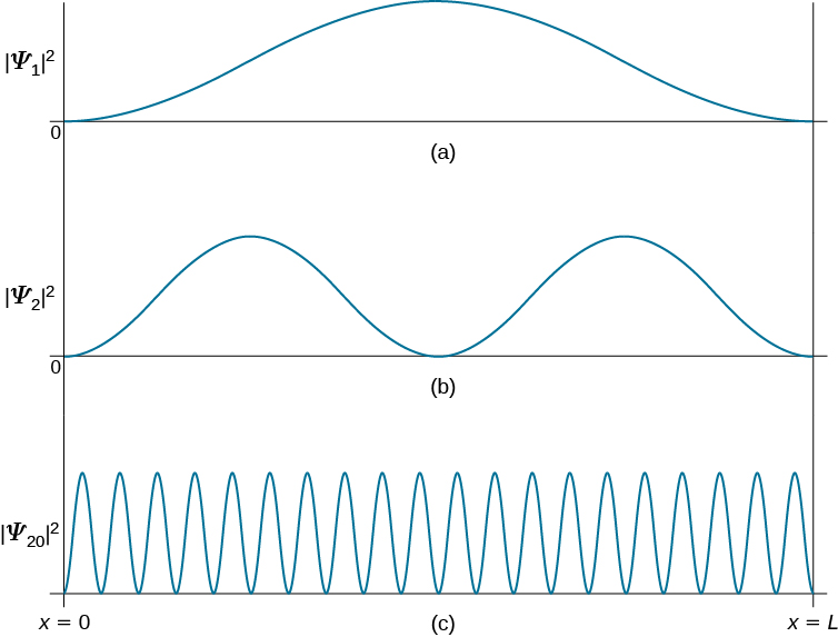 The probability distributions Psi amplitude squared for the n=1 state, for the n=2 state, and for the n=20 are plotted as functions of x from x=0 to x=L. Psi sub 1 squared is maximum in the middle of the box, decreases to either side and goes to zero at the ends. Psi sub 2 squared is zero value in the middle of the box and at the ends, and has two equal value maxima. Psi sub 20 squared has twenty maxima, all of the same size, and goes to zero between them and at the ends.