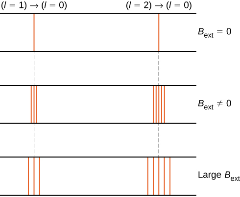 The figure shows the effect of magnetic field, B sub ext, on two different spectral lines, corresponding to the l=1 to l=0 transition on the left and the l=2 to l=0 transition on the right. The spectra are shown for no external field, for a non zero external field and for a large external field. With no external field, both transitions appear as single lines. In the second case, when magnetic field is applied, the spectral lines split into several lines; the line on the left splits into three lines. The line on the right splits into five. In the third case, the magnetic field is large. The left line is again split into three lines and the right into five, but the split lines are farther apart than they are when the external magnetic field is not as strong.