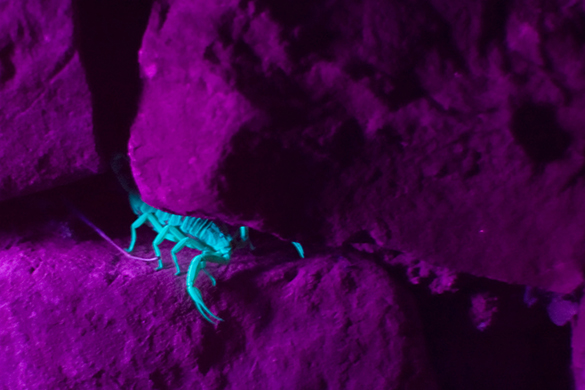 The image shows a scorpion hiding in the cracks of rocks, illuminate by a U V lamp. The skin of the scorpion glows blue when illuminated by an ultraviolet light in contrast to the rocks, which glow in violet color.