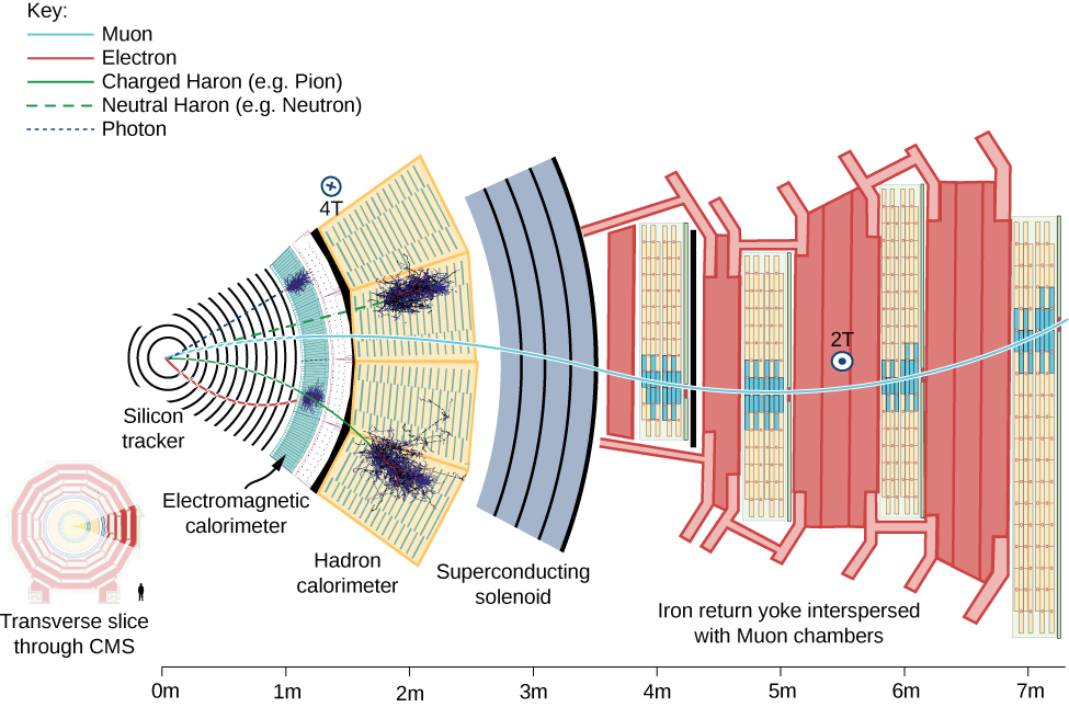 Figure shows a transverse slice through CMS. A section of it is expanded. At the center is a silicon tracker. The layers, moving outward from the center are labeled: Electromagnetic calorimeter at less than 1 m from center, Hadron Calorimeter at roughly 1.5 m to 2 m from center, Superconducting solenoid at roughly 2.5 m to 3.5 m from center and Iron return yoke interspersed with Muon chambers at roughly 3.5 m to just over 7m from center. Two lines from the center to the electromagnetic calorimeter are labeled Photon and Electron. Two lines form the center to the Hadron Calorimeter are labeled Neutral Haron example neutron and Charged Haron example Pion. A line labeled Muon extends from the center to the outermost layer. Within the second layer is a small circle labeled 4T. Within the last layer is a small circle labeled 2T.