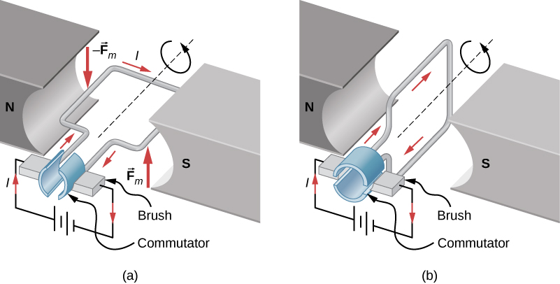 A schematic of a d c motor consisting of a magnet with a horizontal gap, a power supply with leads attached to brushes, an a wire is bent into a rectangular loop. The ends of the wire are attached to contacts that connect to the brushes of the power supply when the loop is horizontal. When the loop is vertical, they align with the gap between the contacts. The north pole of the magnet is on the left, the south pole on the right. Figure a: The loop is horizontal and the brushes make contact with the loop. A clockwise (looking down) current flows through the loop, so the current in the left segment of the loop flows into the page, and the current in the right segment flows out of the page. The magnetic force on the left segment is down, and on the right segment is up. The loop rotates counterclockwise (looking into the page.) Figure b: The loop is vertical. The brushes are not in contact with the loop. No current flows and no forces are exerted.