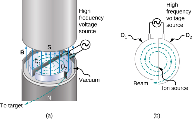 The path of ions in a cyclotron is illustrated. The dees are two halves of a circle, slightly separated from each other to form a gap. A high frequency voltage source connects the dees across the gap. The particles are generated by an ion source near the center and spiral outward. The magnetic field is perpendicular to the plane of the motion.