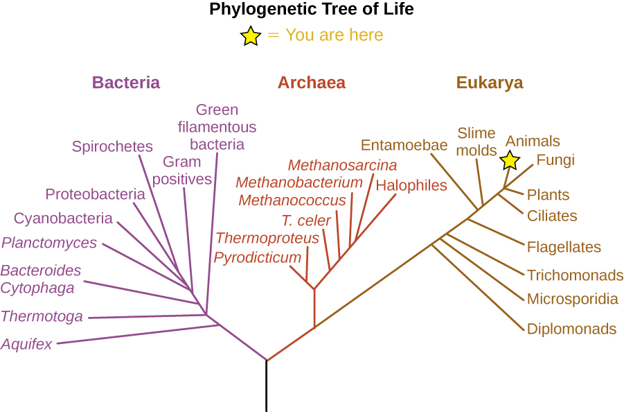 The phylogenetic Tree of Life. A drawing of branching lines. The central line at the bottom branches into two main branches. On the left branch is the bacterial group. The branch to the right subdivides to the Archaea and Eukarya groups. Additional branches on the Eukarya group from bottom to top are: Diplomonads, Microsporidia, Trichomonads, Flagellates, Entamoebae, Smile molds, Ciliates, Plants, Fungi and Animals (which has a star labeled “you are here). Brances along the Archaea group from bottom to top are: Pyrodicticu, Thermoproteus, T. celer, Methanococcus, Methanobacterium, Methanosarcina, and Halophiles. Branches in the Bacterial group from bottom to top are: Aquifex, Thermotoga, Green filamentous bacteria, Bacteroides Cytophaga, Gram positives, Planctomyces, Cyanobacteria, Proteobacteria, and Spirocheres.