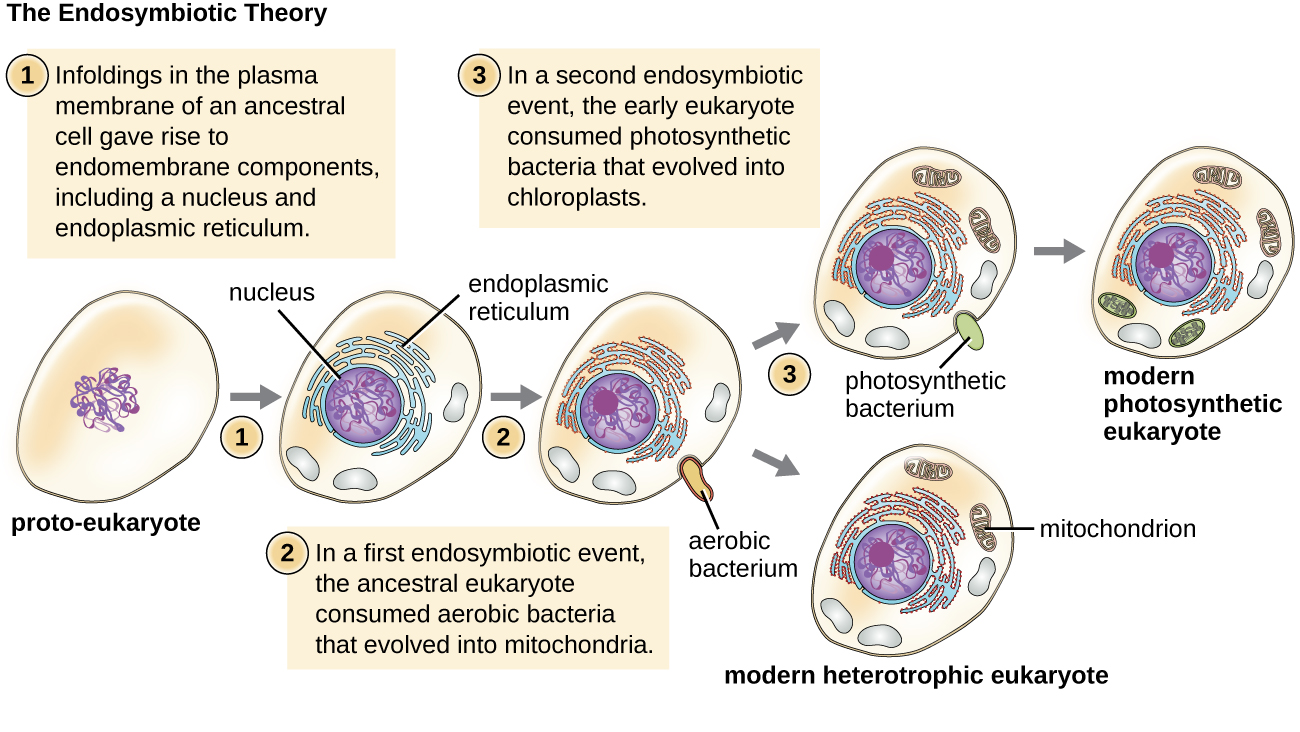 Diagram of the endosymbiotic theory. Step 1 shows a cell labeled proto-eukaryote; the cell contains an outer membrane and DNA inside. The text reads: infoldings in the plasm amembrane of an ancestral cell gave rise to endomembrane components, including a nucleus and endoplasmic reticulum. The cell now contains DNA within a membrane (the nucleus). Outside are many folds labeled endoplasmic reticulum. Step 2 reads: In a first endosymbiotic event, the ancestral eukaryote consumed aerobic bacteria that evolved into mitochondria. The cell how shows a small oval entering the larger cell; the small oval is labeled aerobic bacterium. Once the small oval is in the cell, it is now labeled mitochondrion. The larger cell is now labeled modern heterotrophic eukaryote.  Step 3 reads: in a second endosymbiotic event, the early eukaryote consumed photosynthetic bacteria that evolved into chloroplast. The cell is shown engulfing another small oval labeled photosynthetic bacterium.  Once the oval is inside the larger cell is now labeled modern photosynthetic eukaryote.