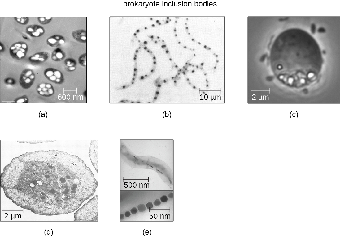 a) A micrograph showing gray spheres each containing 2-8 smaller white spheres. The gray spheres are approximately 600 nm in diameter B) A micrograph showing thin ribbons of approximately 100 µm length; each ribbon contains many dark spots in a line down the center of the ribbon. C) A micrograph showing a gray sphere of approximately 4 µm diameter with a cluster of smaller white spheres at the bottom of the larger sphere. D) A micrograph showing a larger sphere of approximately 10 µm diameter with many smaller spheres of approximately 1 µm diameter inside of the larger sphere. 3) a micrograph showing a long ribbon over 500 nm in length with small dots in the center. A closeup shows the dots to be a chain of spheres approximately 20 nm in diameter.