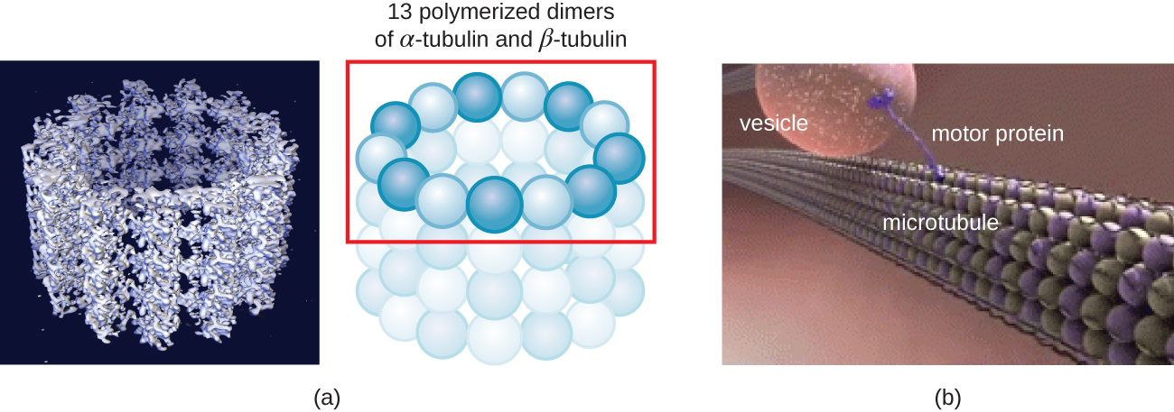 A) a computer simulation shows micrtububles as spheres forming a rube structure. This can be drawn as spheres forming a ring; stacks of these rings form the tube. Each ring is 13 polymerized dimers of alpha-tubulin and beta-tubulin. C) The long tubes that are formed create a structure similar to a railroad track; motor proteins move along the microtubule track to carry vesicles throughout the cell.