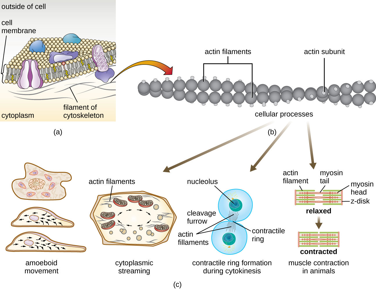 a) A diagram of the plasma membrane shows the filaments of the cytoskeleton as thin lines on the cytoplasmic side of the membrane. B) A closeup of the filaments shows spheres labeled actin subunits forming into a long chain labeled actin filaments. C)examples of how actin is used in various cells. Some cells use actin for amoeboid movement. This is done when actin polymerizes and depolymerizes to allow a portion of the cell to project out, attach to a surface and pull the rest of the cell behind it. Cytoplasmic streaming is the movement of cytoplasm due to the actions of actin. Contractile ring formation during cytokinesis is when actin pinches a dividing cell off into two separate cells. Muscle contraction in animals is when actin strands are pulled together by myosin; this shortens the length of the muscle cell and contracts the muscle.