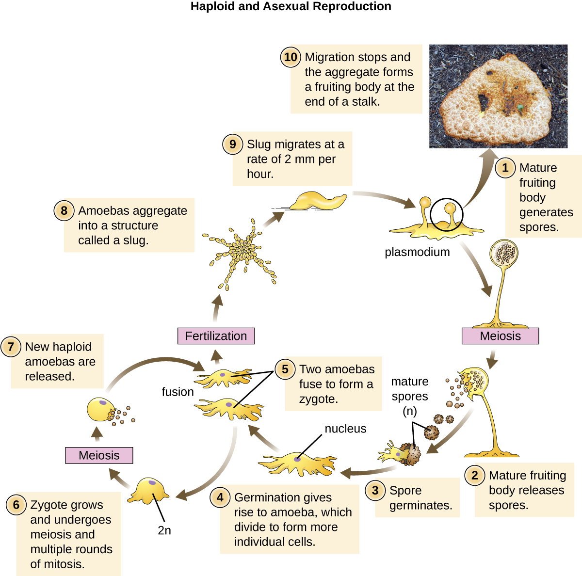 A mature fruiting body produces a tall stalk with a sphere that generates spores via meiosis. The mature fruiting body releases spores. The haploid spores germinate and give rise to amoeba which divide to form more individual cells. Two amoeba fuse to form a zygote. The zygoe can grow and undergo meiosis and multiple rounds of mitosis. The new haploid amoeba are releases. Fertilization produces amoebas that aggregate into a structure called a slug. The slug migrates at a rate of 2 mm per hour. The migration stops the aggregate forms a fruiting body at the end of a stalk. This brings us back to the fruiting body in the life cycle.