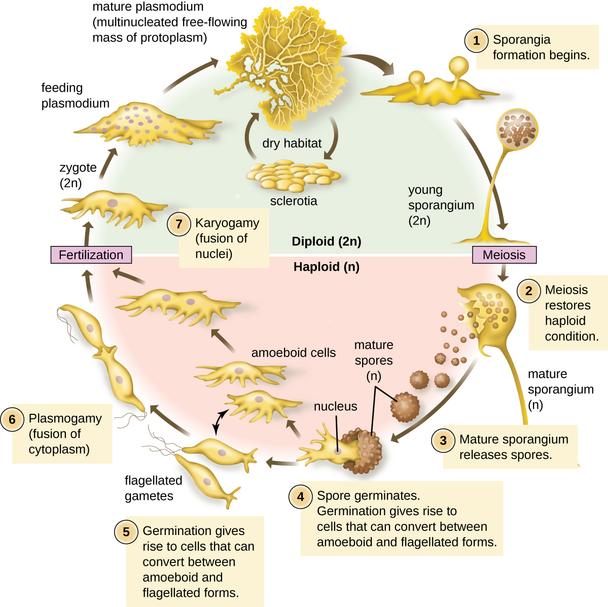 A mature plasmodium (multinucleated free-flowing mass of protoplasm) can produce sclerotium (small cells) in a dry habitat. The mature plasmodium also produces diploid sporangia which produces haploid spores via meiosis. The mature sporangium releases mature spores which germinate. Germination gives rise to cells that can convert between ameboid and flagellated forms. Plasmogomy is the fusion of cytoplasm of two cells. Karyogamy is the fusion of nuclei and leads to the production of a diploid zygote. The zygote divides to form a multi-nucleated feeding plasmodium. This takes us back to the beginning of plasmodium stage of the life cycle.