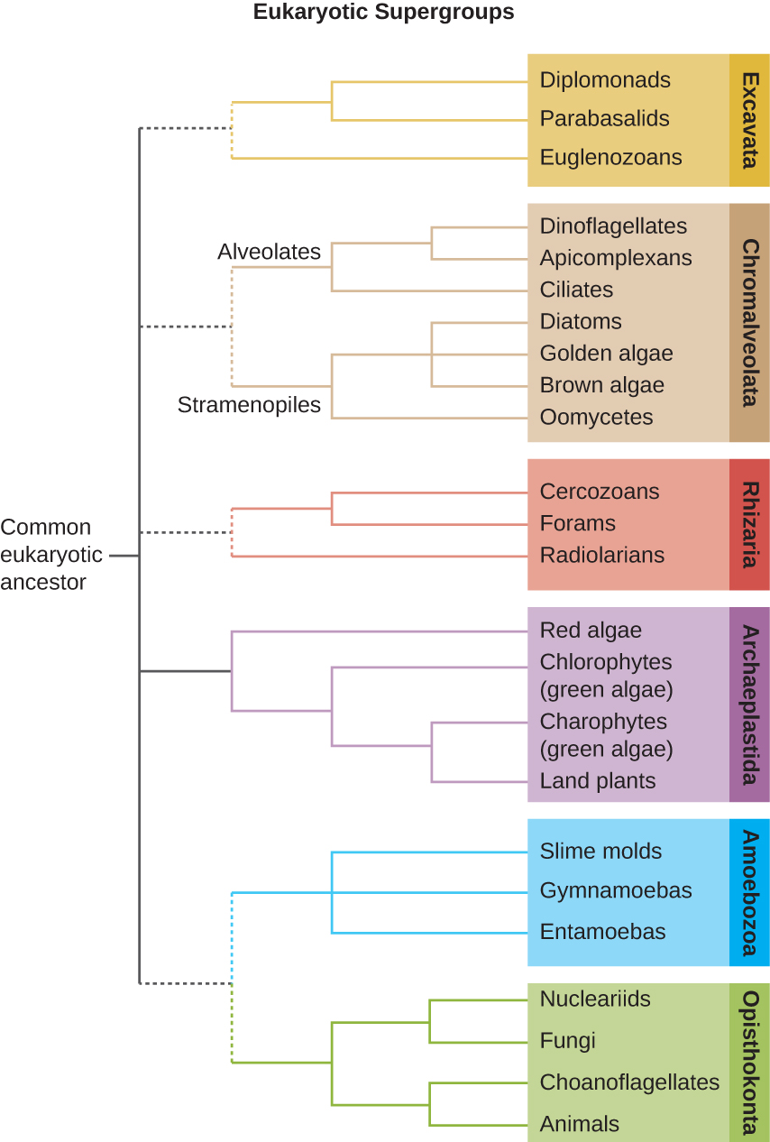 A branching tree diagram with common eukaryotic ancestor at the base. This leads to 5 branches. The top branch branches are classified as Excavata which is divided into 3 groups: diplomonads, parabasalids, and euglenozoans. The next branch splits into 2 branches: alveolates, and stramenopiles. The alveolates are divided into dinoflagellates, apicomplexans and ciliates. The stramenopiles are divided into diatoms, golden algae, brown algae and oomyces. All the alveotate and stramenopile groups are labeled Chromalveolata. The next branch divides into cercozoans, forams and radiolarians. These are all labeled rhizaria. The next branch divides into the red algae, chlorophytes (green algae), charophytes (green algae) and land plant. Thesea re all labeldd archaeplastidia. The next branch splits into 2. The top branch divides into slime molds, gymnamoebas and entamoebas. These are all labeled amoebozoa. The bottom branch divides into nucleariids, fungi, choanoflagellates, and animals. These are all labeled  opisthokonta.