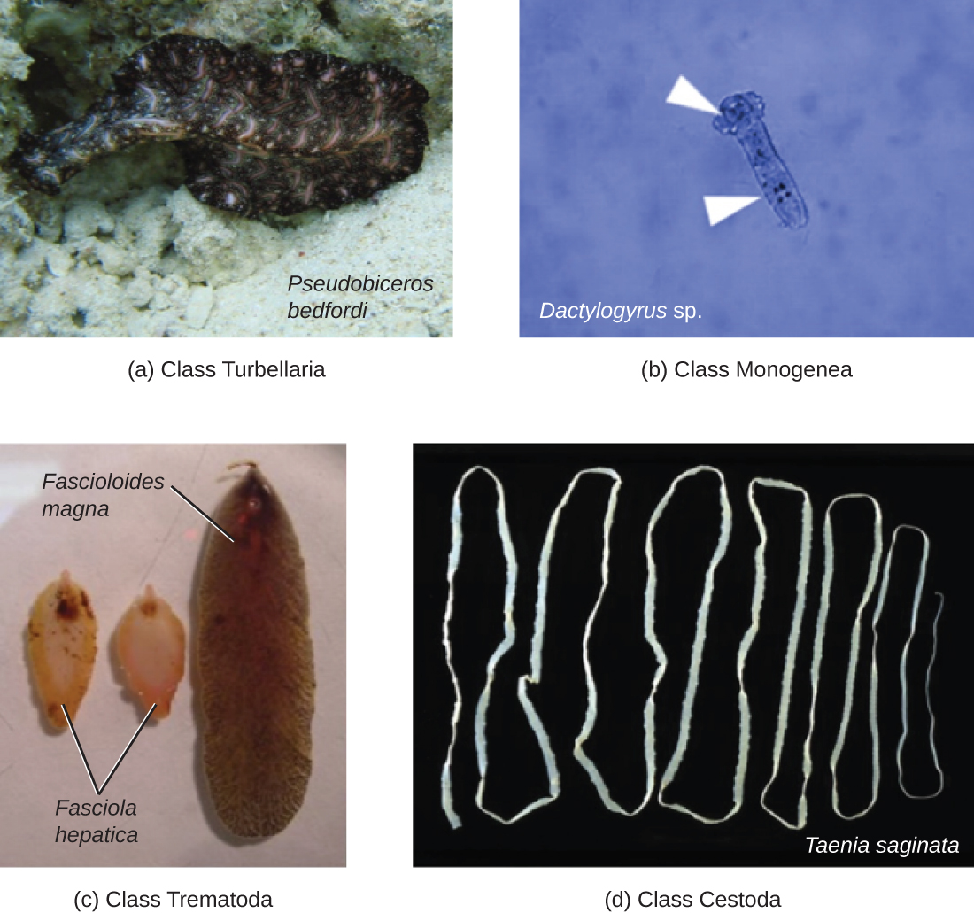 a) Class Turbellaria – a photograph of a flat oval-shaped worm labeled Pseudobiceros bedfordi. B) Class Monegena – a micrograph of a rectangular cell with a bulb at one end. Labeled Dactylogyrus sp. C) Class Trematoda – A photograph of a long oval organism labeled Fascioloides magna and two smaller oval organisms labeled Fasciola hepatica. D) Class Cestoda – A photograph of a very long tapeworm labeled Taenia saginata.