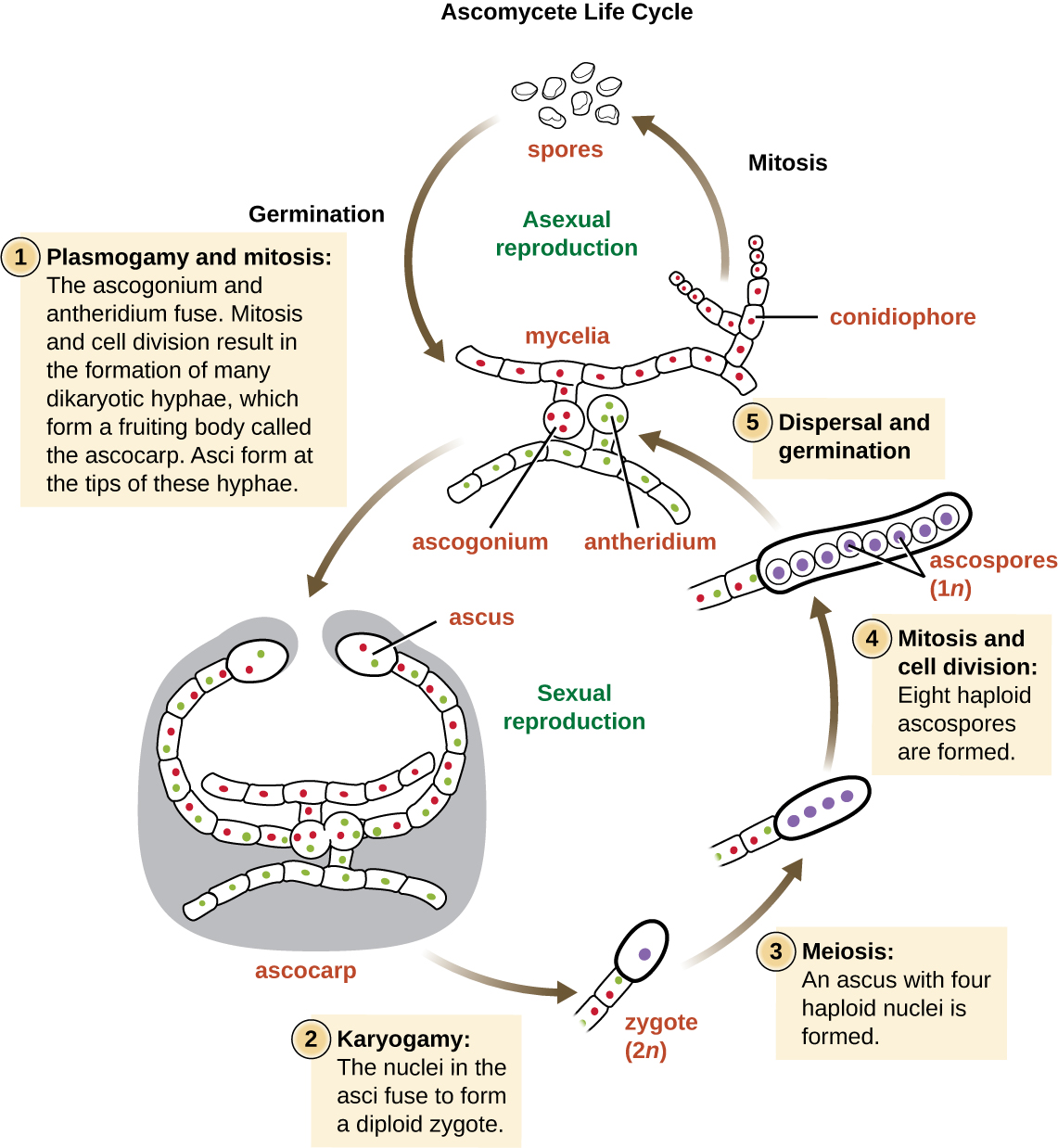 Ascomycete life cycle. Mycelia produce conidiophores which use mitosis to asexually produce spores. These spores then germinate into new mycelia. Sexual reproduction begins one hyphae produces an ascogonium and another produces an antheridium. In plasmogamy the ascogonium and antheridium fuse. Mitosis and cell division result in the formation of many dikaryotic hyphae, which form a fruiting body called the ascocarp. Asci form at the tips of these hyphae. In karyogamy the nuclein in the asci fuse to form a diploid zygote. Then meiosis produces four haploid nuclei in the ascus. Then mitosis and cell division results in eight haploid ascospores in the ascus. These ascospores then disperse and germinate into new mycelia.