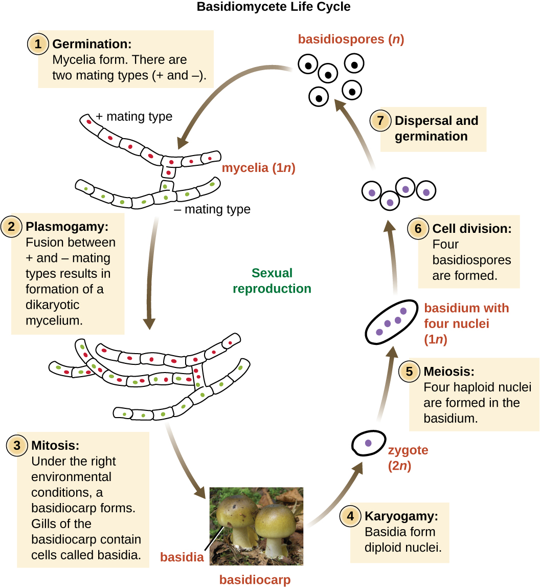 Basidiomycete life cycle. Haploid basidiospres germinate to form mycelia. There are two mating types (+ and -_). In plasmogamy, fusion between + and – mating types results in formation of a dikaryotic mycelium. Under the right environmental conditions, a basidiocarp forms via mitosis. Gills of the basidiocarp contain cells called basidia. A photo of a mushroom labels the mushroom as basidiocap and basidia within the gills. Basidia form diploid nuclei via karyotamy; this produces a diploid zygote. Four haploid nuclei are formed in the basidium via meisos. Cell division produces four haploid basidiospores. These spres then disperse and germinate into new mycelia.