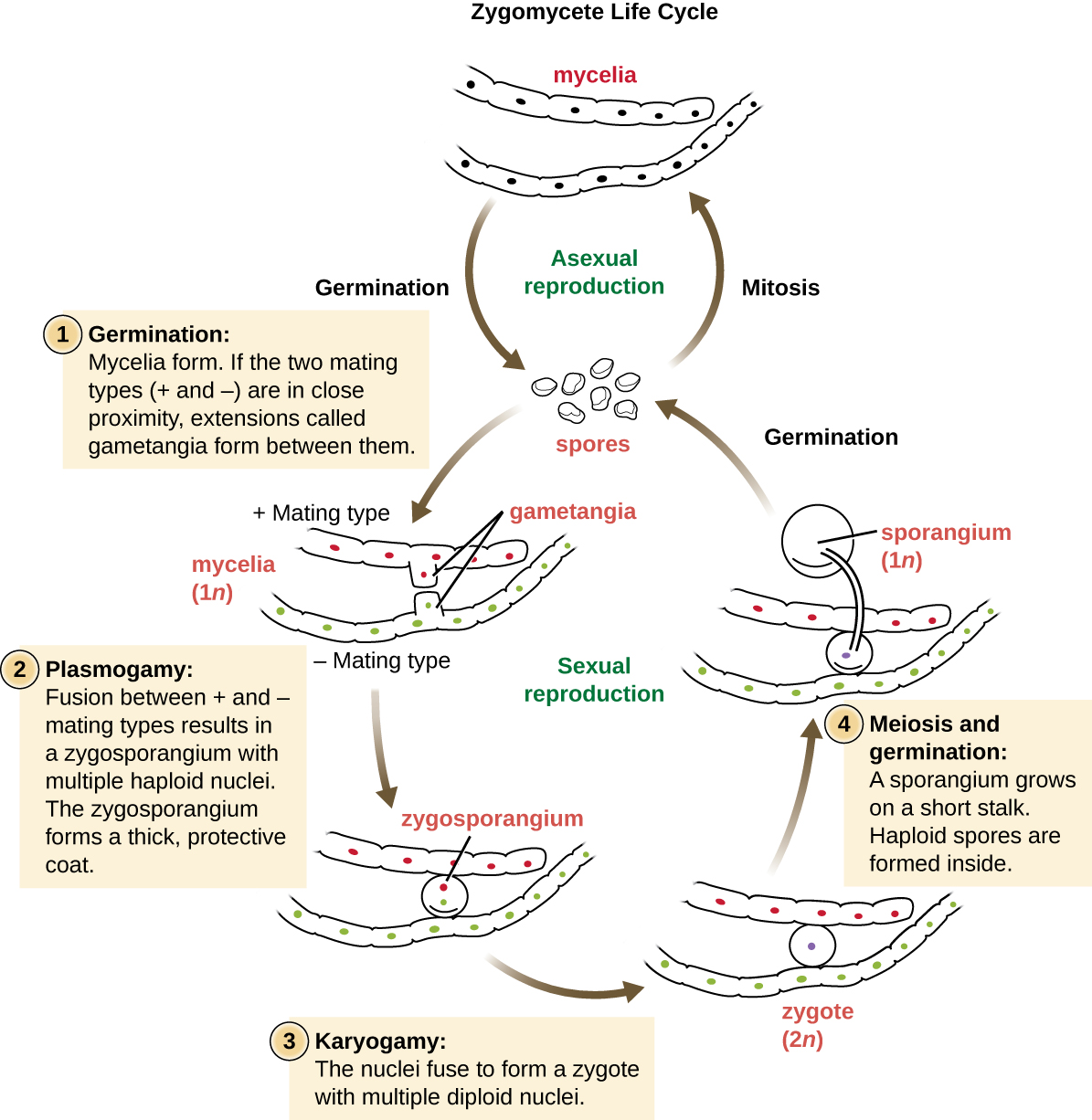 Zygomycete life cycle. The mycelia can undergo asexual reproduction by forming spores via mitosis. The spores then form mycelia by germination. The haploid spores can also undergo sexual reproduction. The first step is germination when mycelia form. If the two mating types (+ and -) are in close proximity, extensions called gametangia form between them. Next is plasmogamy. This is the fusion between the + and – mating types resulting in a zygosporangium with multiple haploid nucei. The zygosporangiom forms a thick, protective coat. Next the nuclei fuse to form a zygote with multiple diploid nuclei in karyogamy. This forms a diploid zygote. Next is mitosis and germination where the sporangium grows on a  short stalk and the haploid spores are formed inside. The spores are released in germination and we are back to the spore stage of the life cycle.