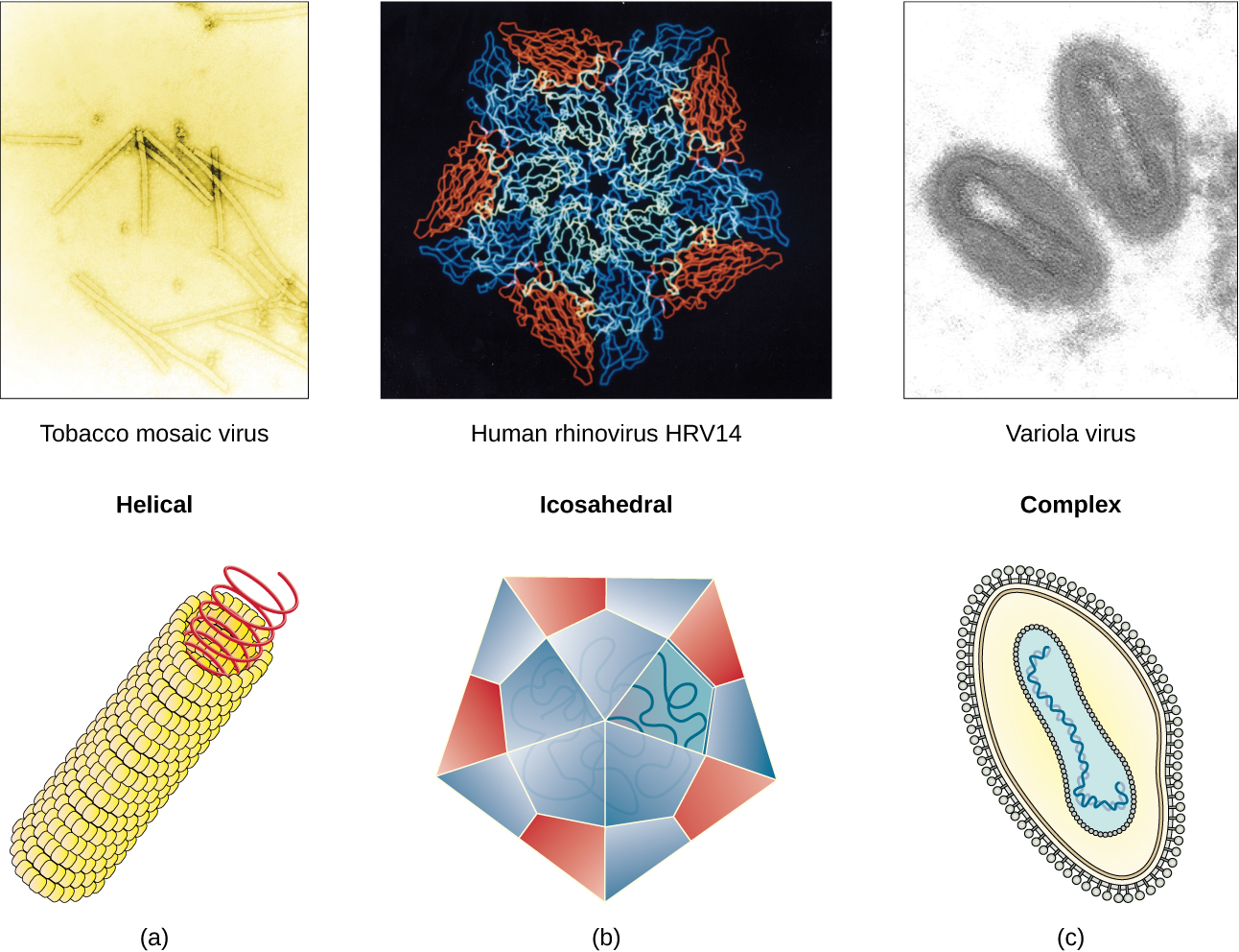 Figure a is a helical virus which has a long linear structure. The outer proteins are small spheres arranged into a long, hollow tube. Inside the tube is the genetic material. Tobacco mosaic virus is an example of a helical virus. Figure b is an Icosehedral viruses have a polyhedron structure. The example shown is human rhinovirus which has a pentagon structure. Complex viruses have a more complex structure. The example is variola which has an ovoid structure.