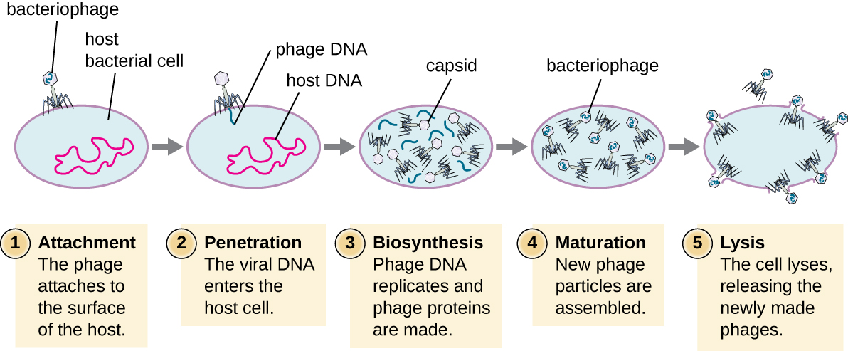 This figure outlines the stages of the lytic cycle. Step 1 is attachment when the phage attaches to the surface of the host. The bacteriophage is shown sitting on the surface of the bacterial host cell. Step 2 is penetration when the viral DNA enters the host cell. The image shows DNA from within the virus being injected into the host DNA. Step 3 is biosynthesis when the phage DNA replicates and the phage proteins are made. The image shows various pieces of virus being built within the cell. Step 4 is maturation when the new phage particles are assembled. This shows the viral components being put together in the cell. The fifth step is lysis when the cell lyses and the newly made phages are released. This shows the cell bursting and built viruses being released.