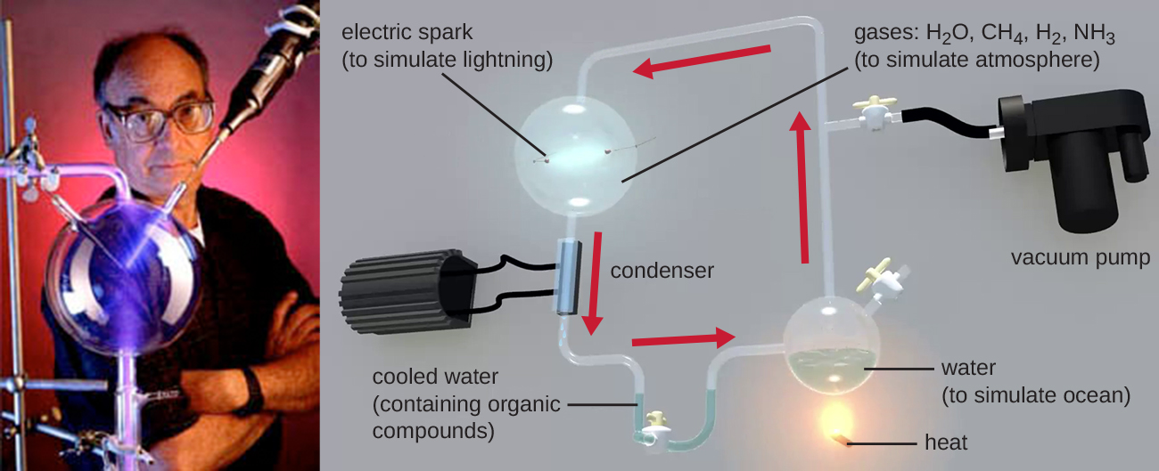 Photo of Stanley Miller. Diagram of the Miller-Urey experiment. A flask of water (to simulate the ocean) is heated. This is connected via glass tubing in a closed loop to: a vacuum pup, a flask containing gases (water, methane, hydrogen, ammonia) and an electric spark (to stimulate lightning), and final to a condenser that cools the water. The cooled water contains organic compounds.