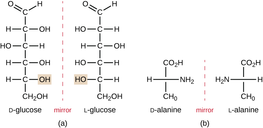 Diagrams showing enantiomers; each diagram has 2 molecules with a dashed line labeled “mirror” in between them. The chemical formula for D and L glucose both have a 6 C chain with a double bonded O at the top carbon. Each of the other carbons has an OH on the opposite side – for example the OH on the second carbon is on the right in D-glucose and on the left in L-glucose. D-alanine and L-alanine both have a 3 carbon chain, but the NH2 group is on opposite sides of the chain in each of these.