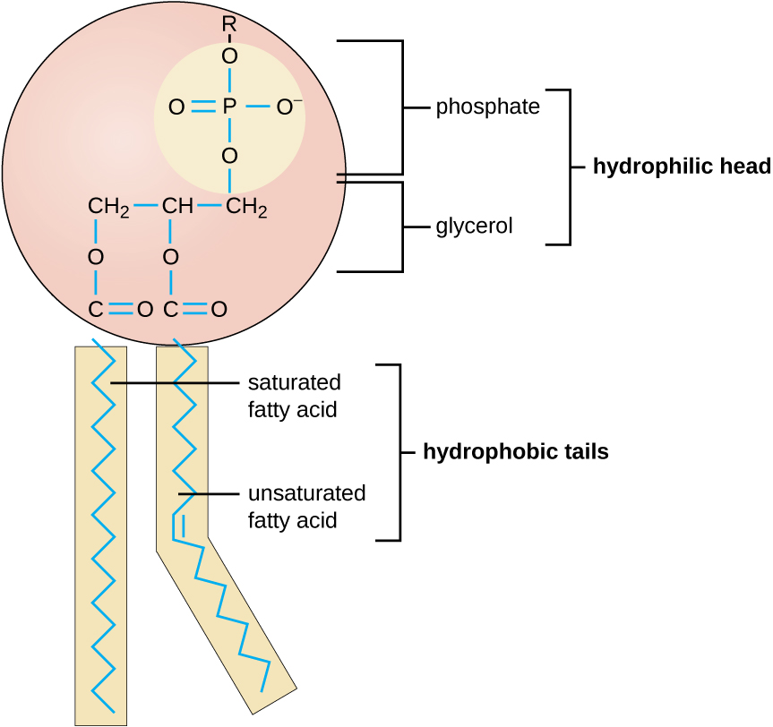 A drawing of a phospholipid as a large circle with 2 rectangles projecting from the bottom. The circle is labeled hydrophilic head and contains glycerol (which contains 3 carbons). Attached ot one of these carbons is a phosphate (which is a phosphorus attached to 4 oxygen atoms). The rectangles at the bottom are both long carbon chains labeled as hydrophobic tails. One of the chains is a straight zig-zag line and is labeled saturated fatty acid. The other has a double bond that creates a bend in the line; this is labeled unsaturated fatty acid.