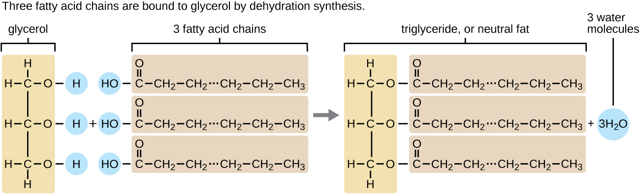 A diagram showing a triglyceride is made of a glycerol and three fatty acids. Glycerol is a 3 carbon chain with an OH on each carbon. The H on each OH is highlighted. Fatty acids are long carbon chains with a C that has an OH and a double bonded O at the end. The OH of this C is highlighted. Three fatty acids are shown. Each fatty acid binds to one of the O’s from the OH groups on each Carbon on glycerol. The result is a triglyceride (or neutral fat) and 3 water molecules.