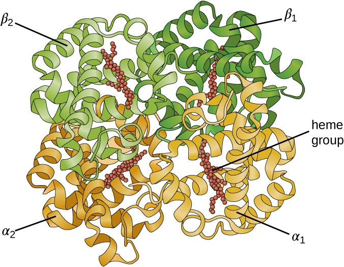 A complex spherical shape made of ribbons that are coiled and wound around each other. There are 4 large regions (each made from a separate ribbon) – alpha 1, alpha 2, beta 1, beta 2.  There are also red spheres attached to each ribbon; these are labeled heme group.