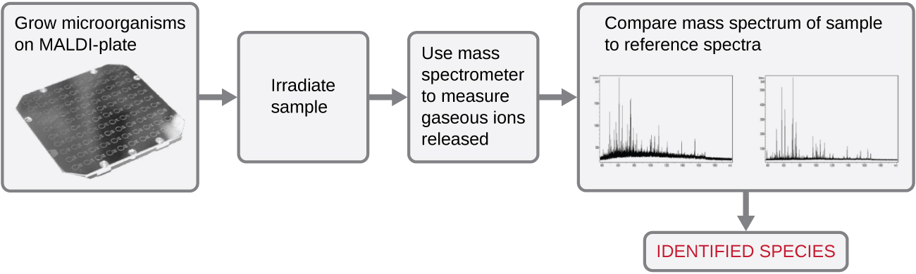 A flowchart. A square plate with a grid of circles is labeled grow microorganisms on MALDI-plate. Then irradiate sample. Then use mass spectrometer to measure gaseous ions released. Then compare mass spectrum of sample to reference spectra; two small graphs are shown here. Then identify specied.