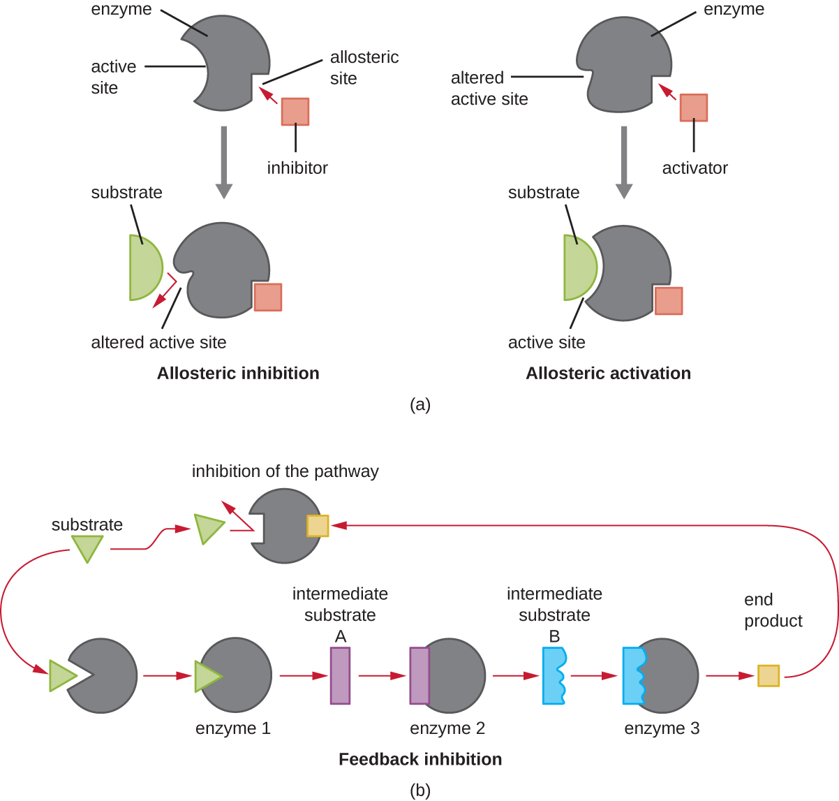 Diagrams of three different control mechanisms. Diagram of allosteric inhibition. An enzyme with an active site at one end and an allosteric site at the other. When the inhibitor is bound, the shape of the active site is changes so the substrate cannot bind. When the inhibitor is not bound the shape of the active site does fit the active site. Allosteric activation shows an active site that does not fit the substrate until the activator binds. Once the activator is bound, the active site now does fit the substrate. Feedback inhibition shows a chain of enzymes; enzyme 1 binds a substrate that becomes intermediate substrate A. Intermediate substrate A binds to enzyme 2 and is converted into intermediate substrate B. Intermediate substrate B binds to enzyme 3 and is converted into the end product. The end product binds to enzyme 1 and prevents the substrate from binding to that enzyme.