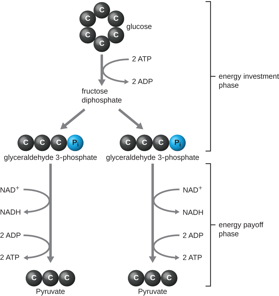 The energy investment phase in when glucose is converted into two molecules of glyceraldehyde 3-phosphate. Glucose is a 6 carbon ring. Glyceraldehyde 3-phosphate is a 3 carbon chain with a Pi attached to one end. This process uses 2 ATP and has fructose diphosphate (not drawn) as an intermediate. The energy payoff phase is when each glyceraldehyde 3-phosphate is converted into pyruvate. This builds 1 NADH and 2 ATP per glyceraldehyde 3-phosphate.