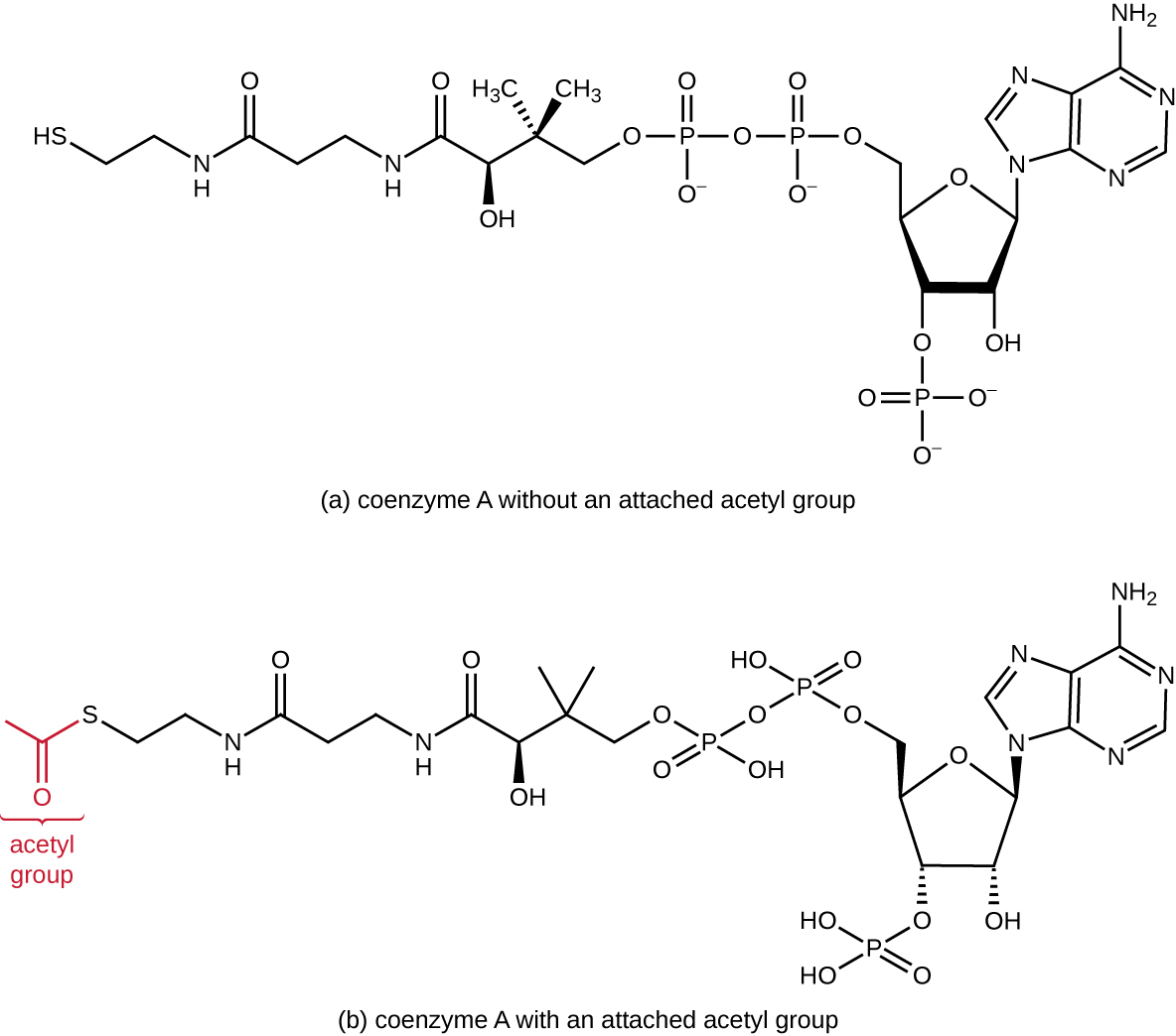 Coenzyme A is made of a 5 carbon sugar in a ring. Attached to carbon 1 is adenine, attached to carbon 3 is a phosphate group. Attached to carbon 5 (which is out of the ring) are two phosphate groups and a carbon/nitrogen chain with a sulfur at the end. The acetyl group binds to this final sulfur.