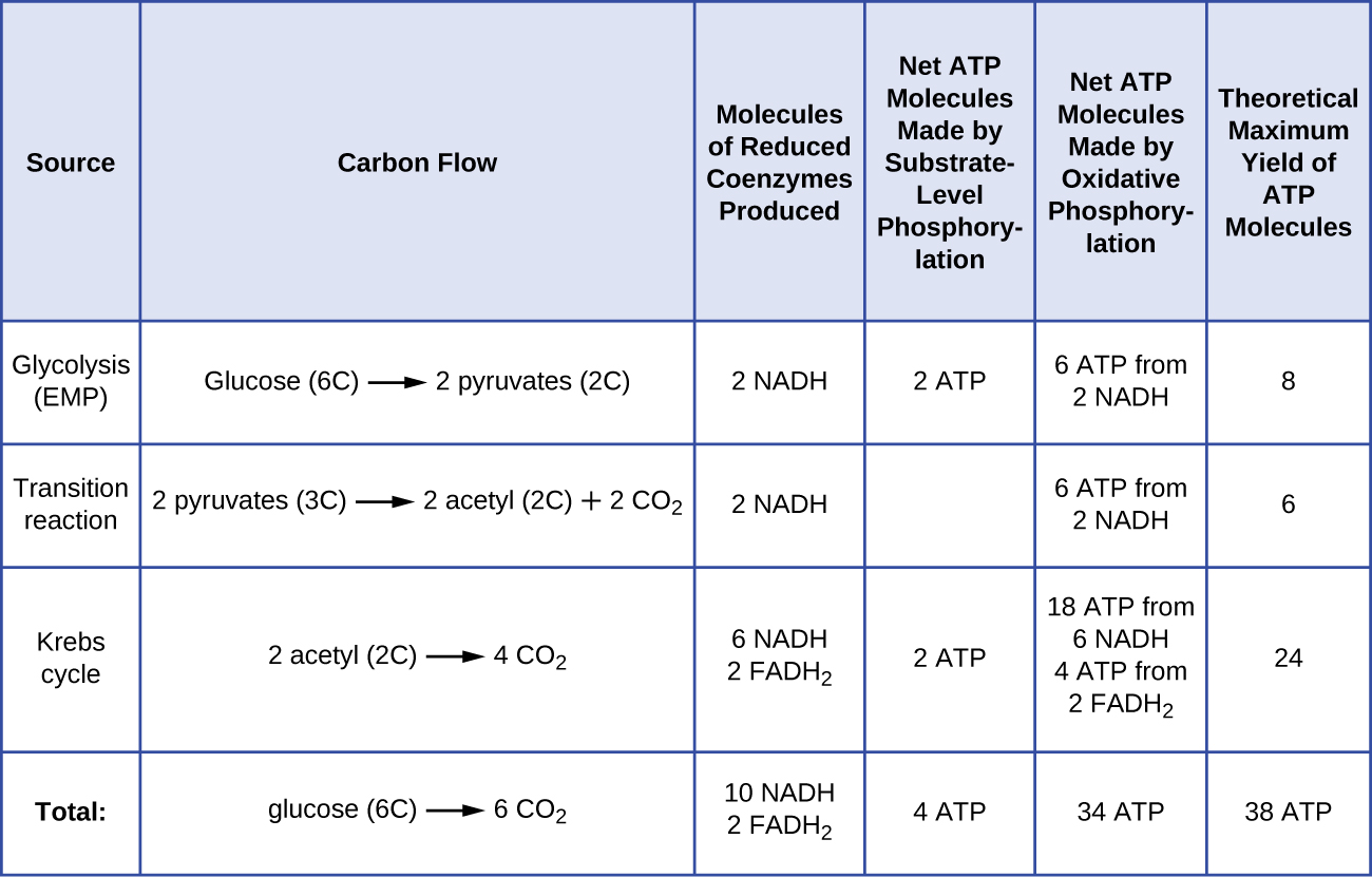 In glycolysis (EMP) carbon moves from glucose (6C) to 2 pyruvate (3C). The molecules of reduced coenzyme produced are 2 NADH. The net ATP molecules made by substrate level phosphorylation is 2 ATP. The net ATP molecules made by oxidative phosphorylation is 6 ATP from 2 NADH. The theoretical maximum yield of ATP molecules is 8. In the transition reaction carbon moves from 2 pyruvate (3C) to 2 acetyl (2C) + 2 CO2. The molecules of reduced coenzyme produced are 2 NADH. The net ATP molecules made by substrate level phosphorylation is 0 ATP. The net ATP molecules made by oxidative phosphorylation is 6 ATP from 2 NADH. The theoretical maximum yield of ATP molecules is 6. In the Krebs cycle carbon moves from 2 acetyl (2C) to 4 CO2. The molecules of reduced coenzyme produced are 6 NADH and 2 FADH2. The net ATP molecules made by substrate level phosphorylation is 2 ATP. The net ATP molecules made by oxidative phosphorylation is 18 ATP from 6 NADH and 4 ATP from 2 FADH2. The theoretical maximum yield of ATP molecules is 24. In total carbon moves from glucose (6C) to 6 CO2. The molecules of reduced coenzyme produced are 10 NADH and 2 FADH2. The net ATP molecules made by substrate level phosphorylation is 4 ATP. The net ATP molecules made by oxidative phosphorylation is 34 ATP. The theoretical maximum yield of ATP molecules is 38.