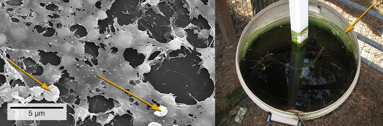 A micrograph showing spherical cells attached to a matrix on a surface. A photo of green water in a bucket.