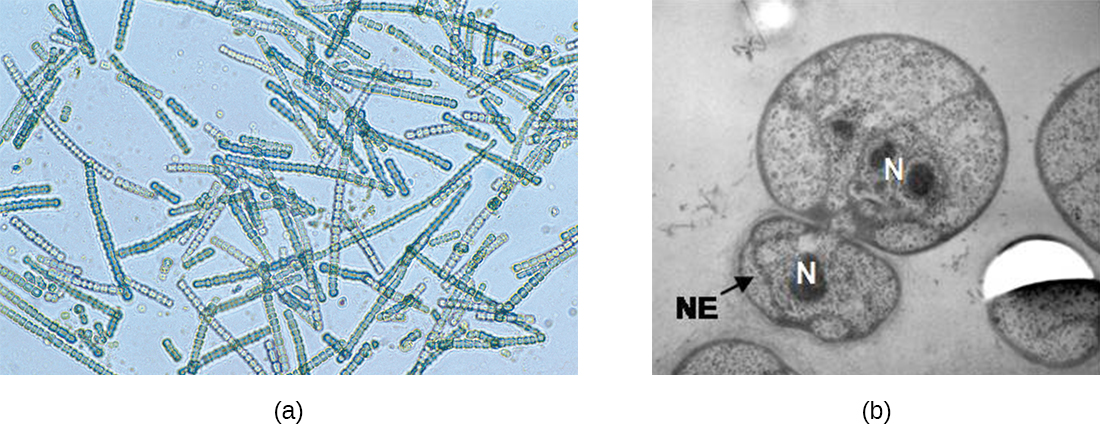 a) A micrograph showing chains of green spheres. B) A micrograph showing a larger sphere with a smaller sphere attached to it. The smaller sphere is labeled NE. Each of these spheres has a darker region labeled N.