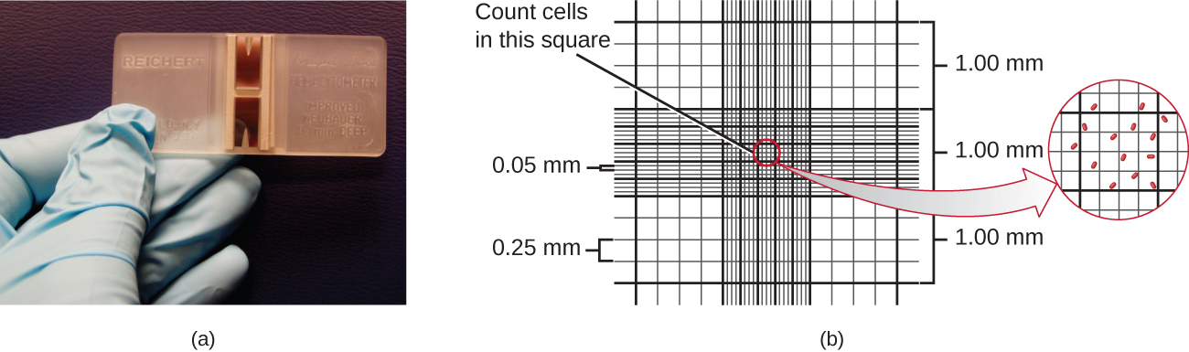 a) A photo of a gloved hand holding a very thick slide with etching across the center of the slide. B) A diagram of what these etching looks like. The etchings create a grid that has larger squares along the outside (of 0.25 nm) and smaller squares in the inside of 0.05 nm. One can use a microscope to determine the count of cells in the smallest square to determine the titer of the solution.