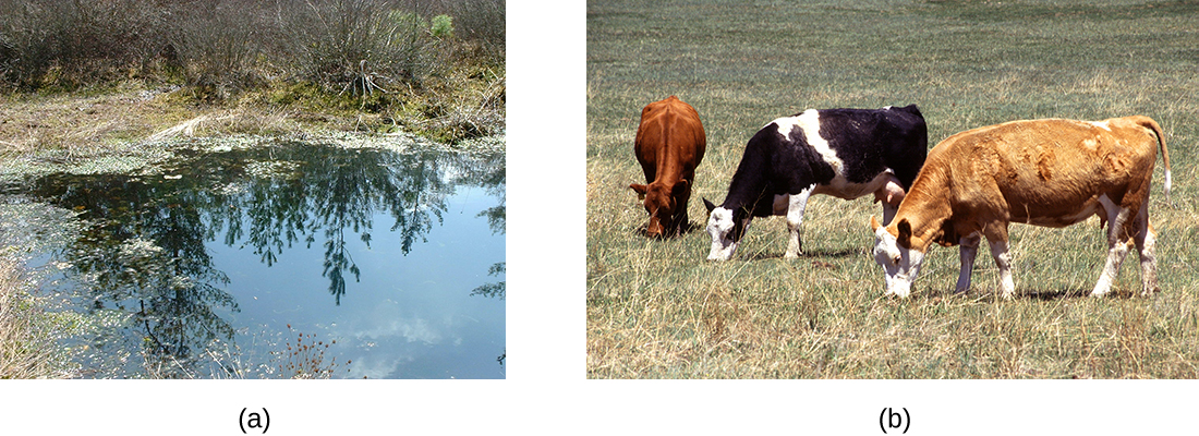 a) A photograph of a bog. B) A photograph of cows.