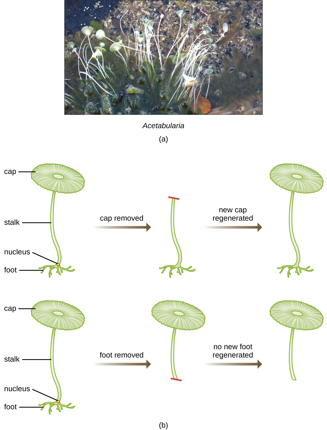 a) photograph of small organisms with a long stalk and a round top. b) diagram of Acetabularia showing a round cap at the top connected to the foot at the bottom by a long stalk. The nucleus is near the foot. If the cap is removed a new cap will regenerate. If the foot is removed no new foot is regenerated.