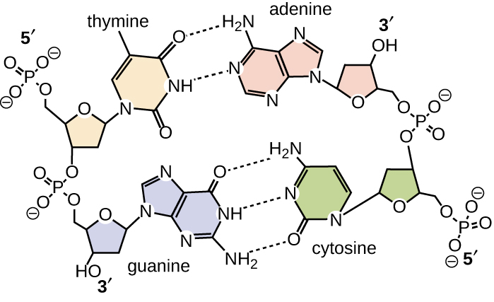 A diagram of DNA showing a short segment which allows the chemical structures to be seen more clearly. The strands show that the phosphate group is always between carbon 3 of one nucleotide and carbon 5 of the next. The two strands are connected with dotted lines indicating hydrogen bonds. The A-T bond has 2 hydrogen bonds and C-G has 3 hydrogen bonds. The negative charge of the phosphates is also apparent.